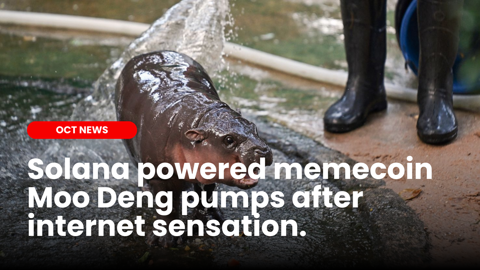 Solana powered memecoin Moo Deng pumps after internet sensation hippo. |  ourcryptotalk.com
